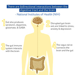 Image illustrating a National Institute of Health (NIH) study on the gut-brain axis and the role of probiotics.