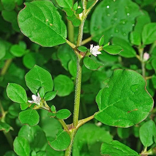 Power of Punarnava: The Multi-facet Herb
