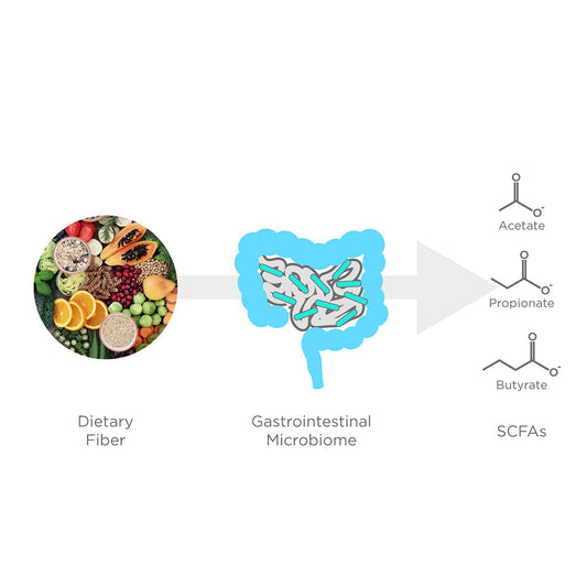 Role of Short Chain Fatty Acid in Health and Weight Management