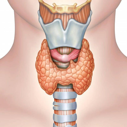 13 Ways to Support Thyroid Health Naturally