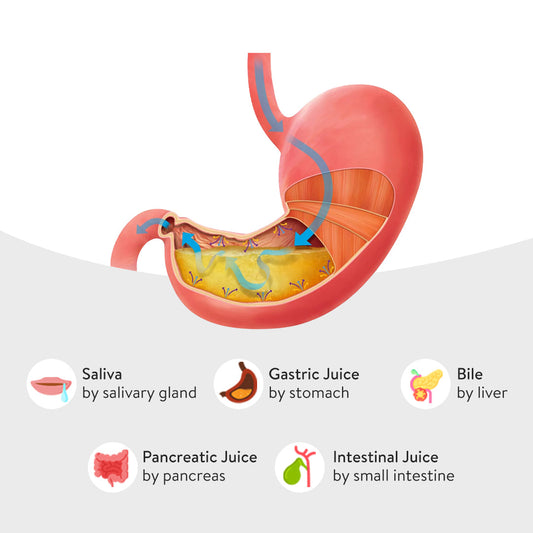 The Role of Gastric Juice in Digestion: A Comprehensive Guide