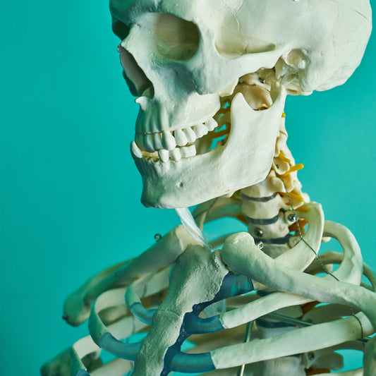 Illustration of a human skull on an aqua blue background.