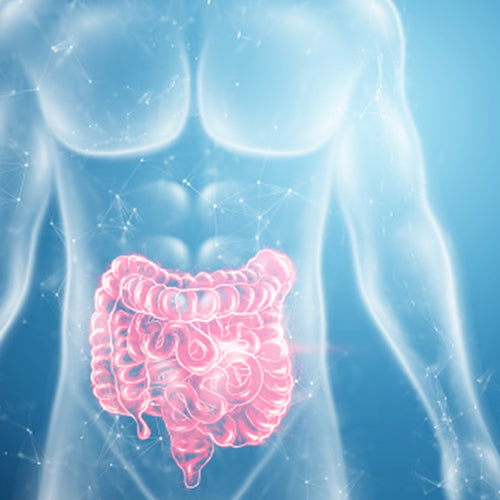 Can Gut Health Be Restored After A Major Dietary Compromise