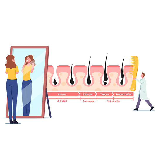 Understanding the Hair Growth Cycle: Phases, Nutrition and Nourishment