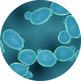 Bifidobacterium longum