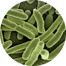 Lactobacillus rhamnosus