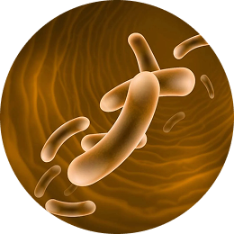 Saccharomyces boulardii