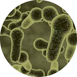 Lactobacillus acidophilus