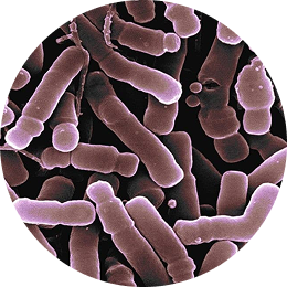 Bacillus coagulans